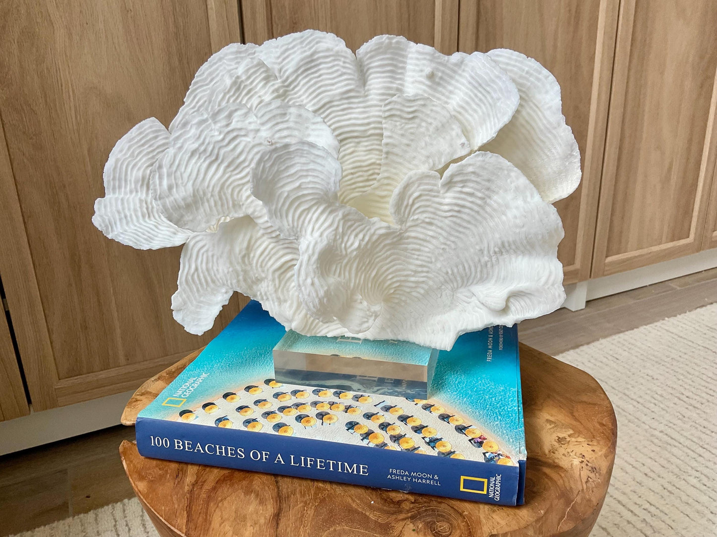 Mounted 12" Natural CUP RUGOSA CORAL Fossil Lucite Display Specimen Sculpture Ocean Art Decorative Coastal Beach Home Décor Wedding Gift