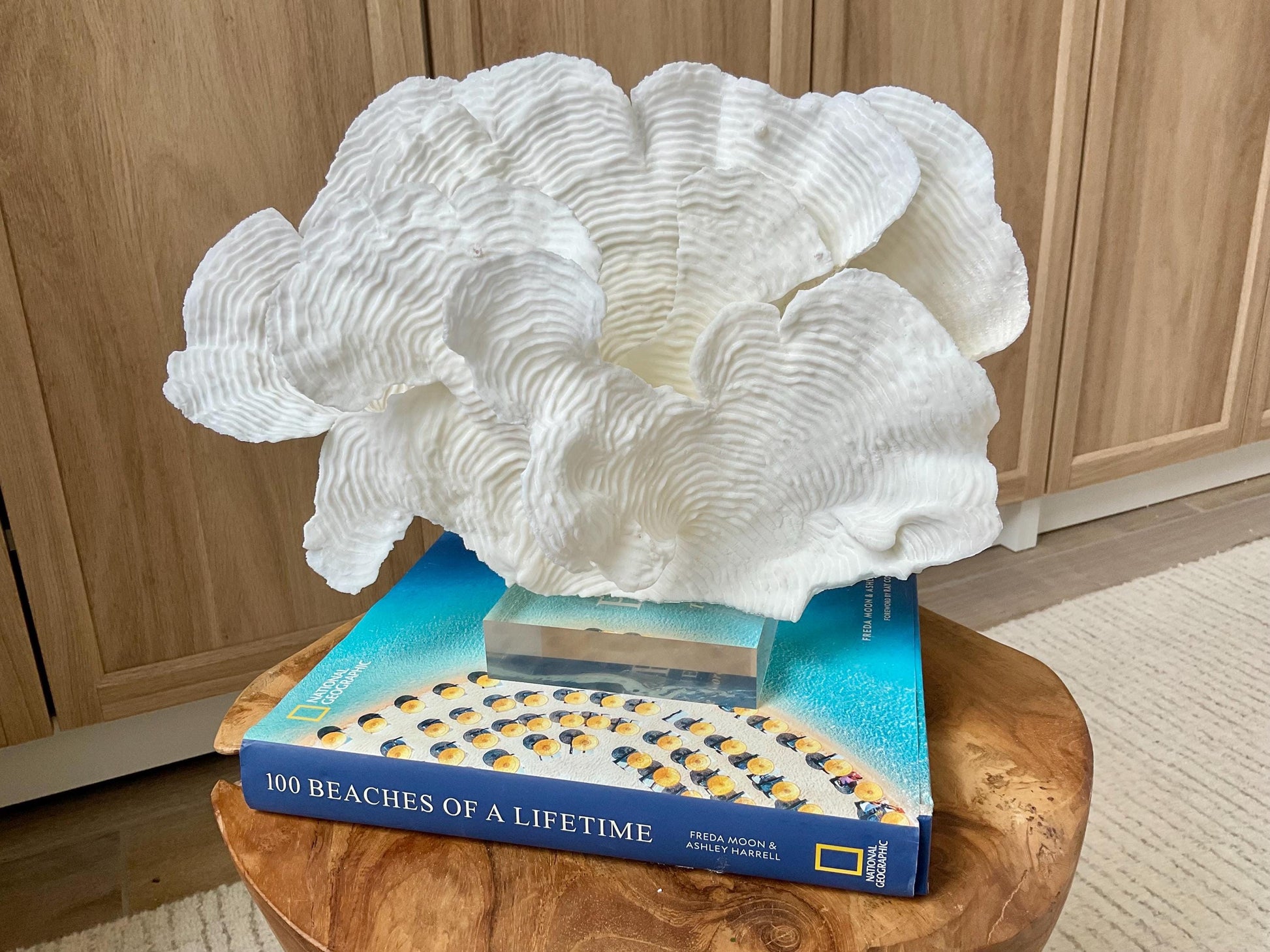 Mounted 12" Natural CUP RUGOSA CORAL Fossil Lucite Display Specimen Sculpture Ocean Art Decorative Coastal Beach Home Décor Wedding Gift