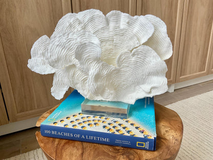 Mounted 12" Natural CUP RUGOSA CORAL Fossil Lucite Display Specimen Sculpture Ocean Art Decorative Coastal Beach Home Décor Wedding Gift