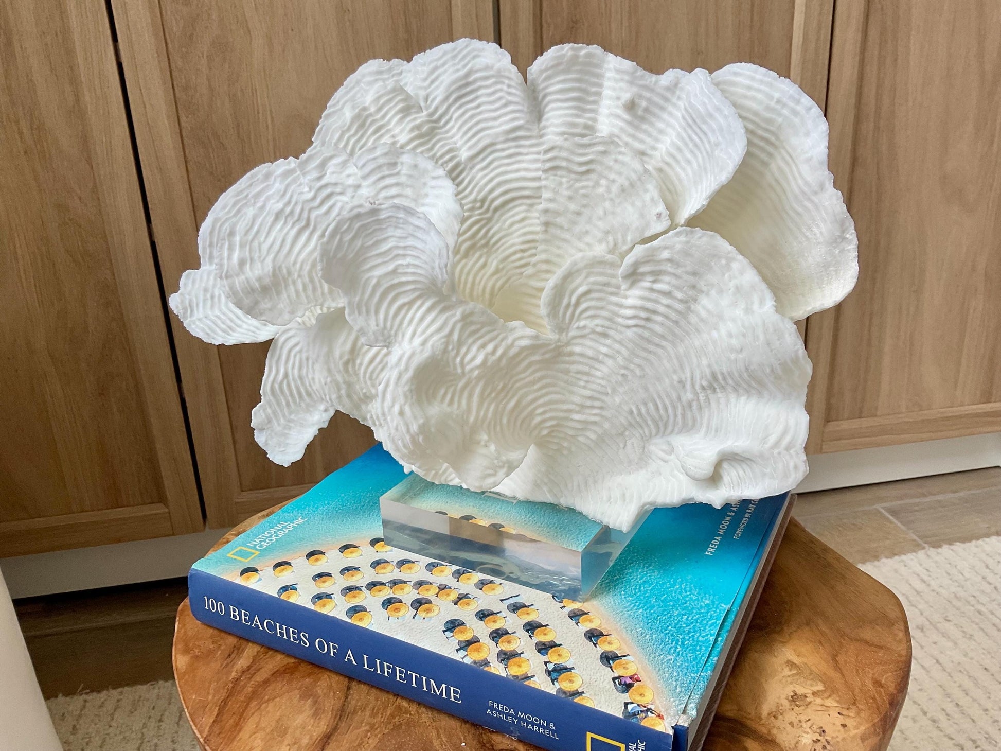 Mounted 12" Natural CUP RUGOSA CORAL Fossil Lucite Display Specimen Sculpture Ocean Art Decorative Coastal Beach Home Décor Wedding Gift