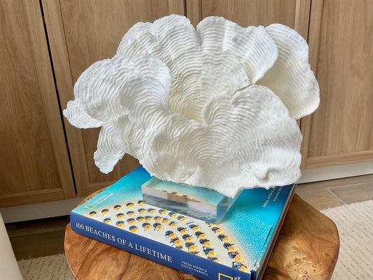 Mounted 12" Natural CUP RUGOSA CORAL Fossil Lucite Display Specimen Sculpture Ocean Art Decorative Coastal Beach Home Décor Wedding Gift