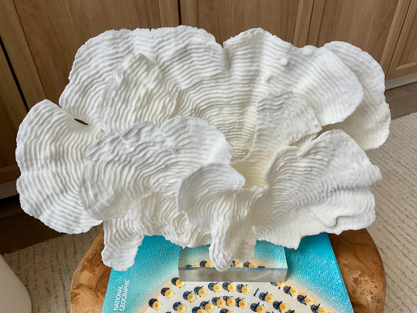 Mounted 12" Natural CUP RUGOSA CORAL Fossil Lucite Display Specimen Sculpture Ocean Art Decorative Coastal Beach Home Décor Wedding Gift