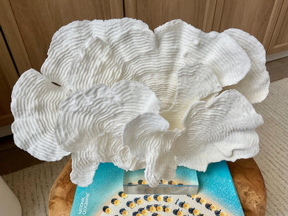 Mounted 12" Natural CUP RUGOSA CORAL Fossil Lucite Display Specimen Sculpture Ocean Art Decorative Coastal Beach Home Décor Wedding Gift