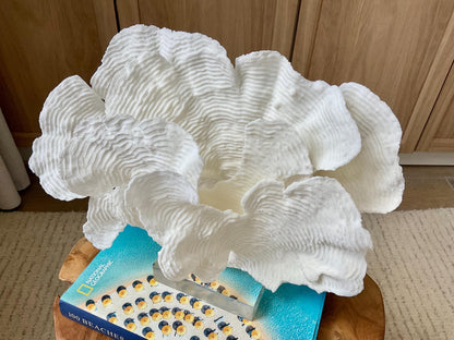 Mounted 12" Natural CUP RUGOSA CORAL Fossil Lucite Display Specimen Sculpture Ocean Art Decorative Coastal Beach Home Décor Wedding Gift