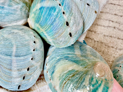 BLUE GREEN POLISHED High Shine Abalone Shells *All Sizes* Natural Iridescent Silver Mermaid Seashell Coastal Décor Gift Sage Dish