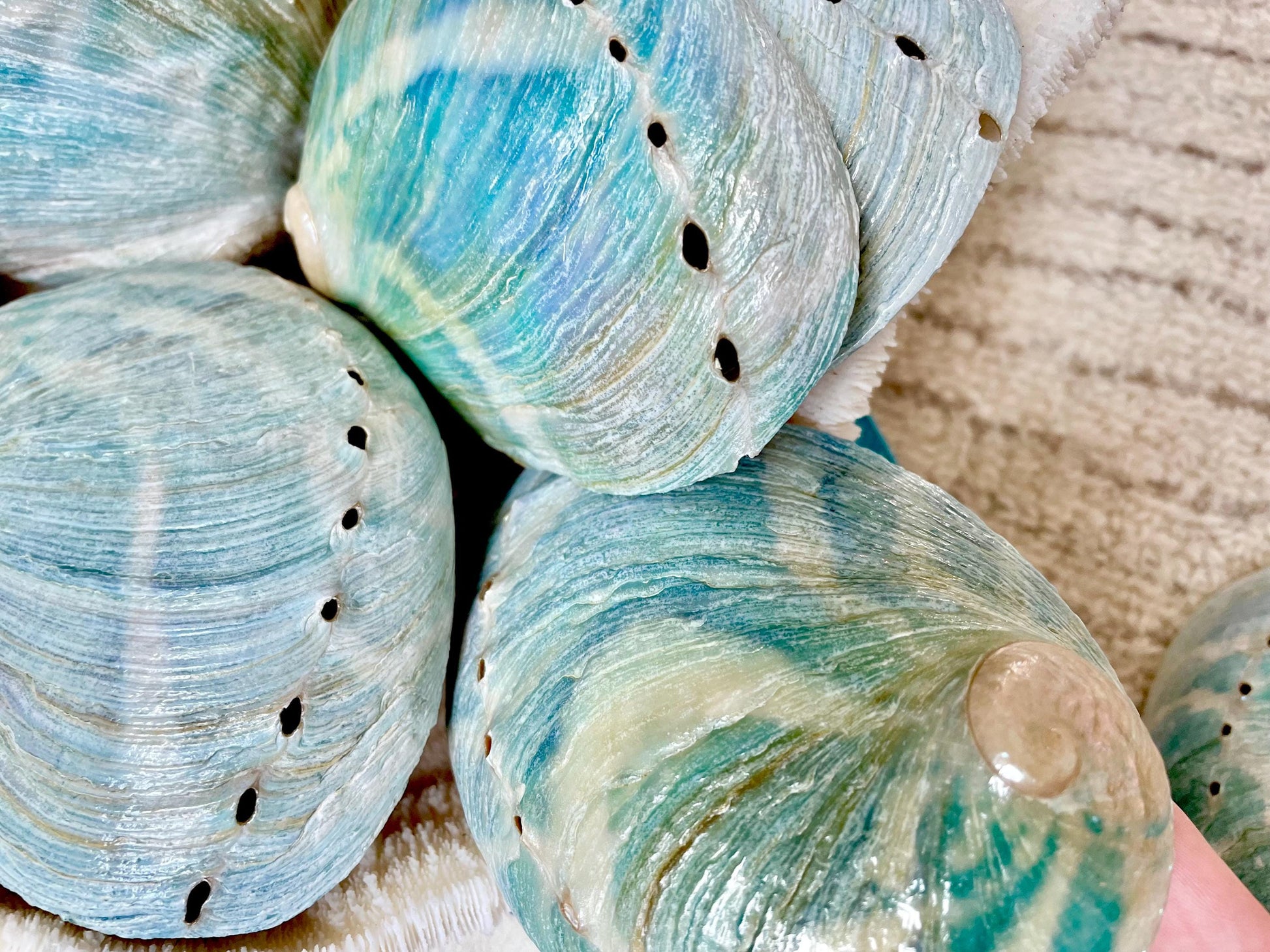 BLUE GREEN POLISHED Glossy Abalone Shells *4-4.5"* Silver Seashell Coastal Décor Sage Dish