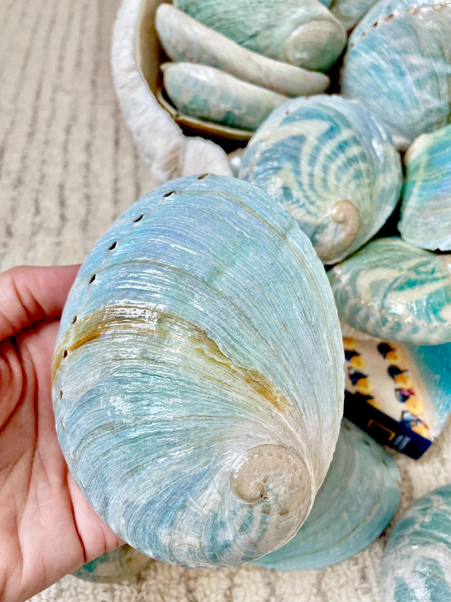 BLUE GREEN POLISHED High Shine Abalone Shells *All Sizes* Natural Iridescent Silver Mermaid Seashell Coastal Décor Gift Sage Dish