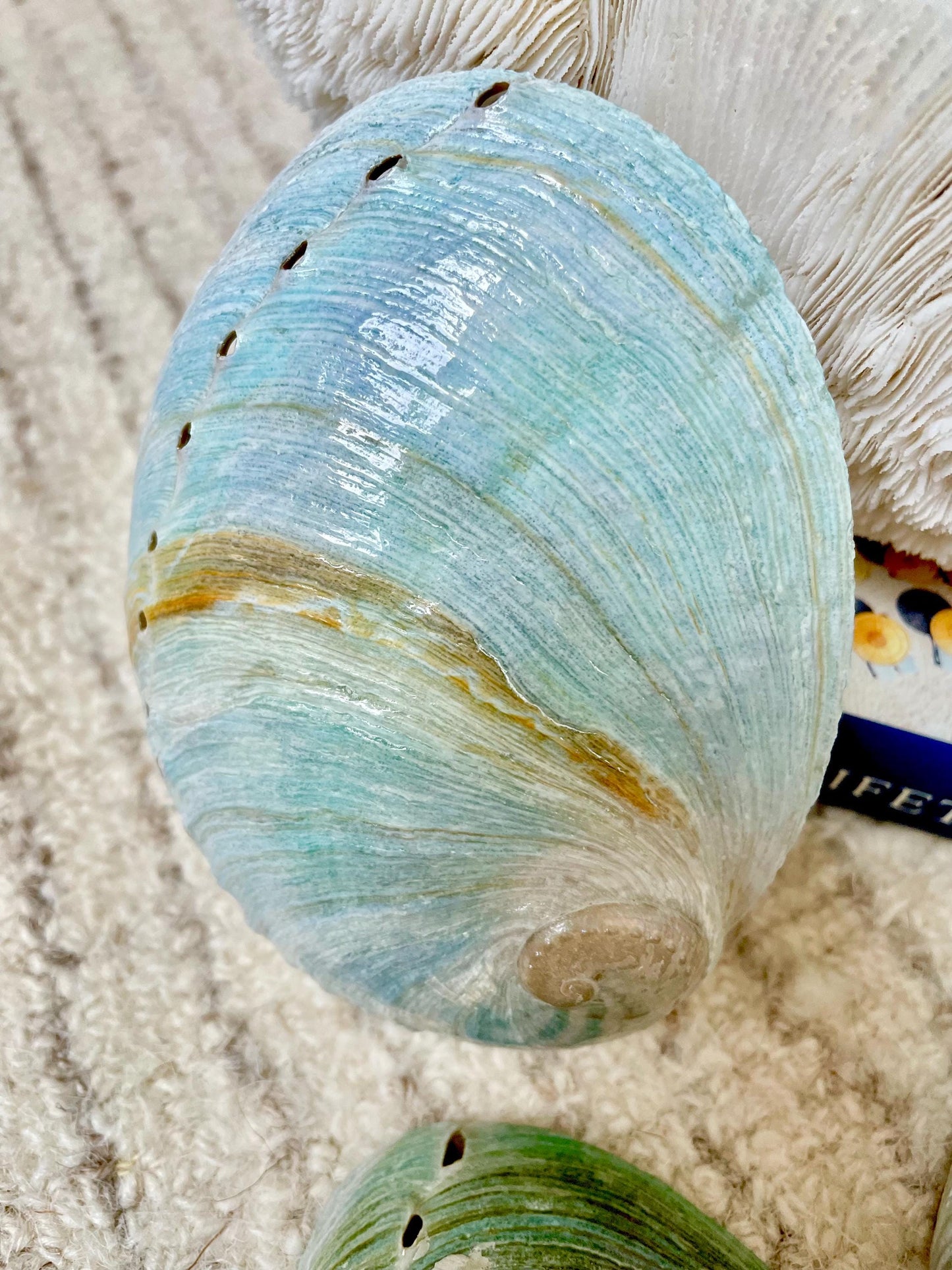 BLUE GREEN POLISHED High Shine Abalone Shells *All Sizes* Natural Iridescent Silver Mermaid Seashell Coastal Décor Gift Sage Dish