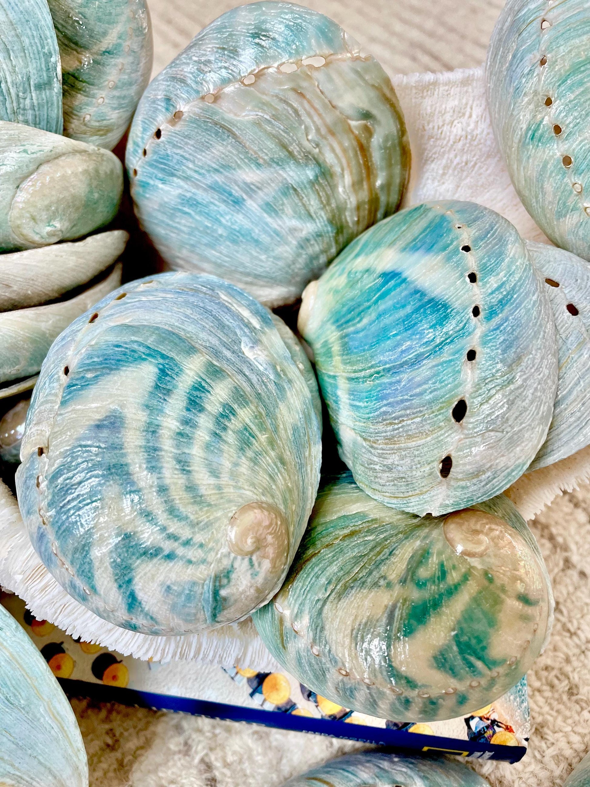 BLUE GREEN POLISHED High Shine Abalone Shells *All Sizes* Natural Iridescent Silver Mermaid Seashell Coastal Décor Gift Sage Dish