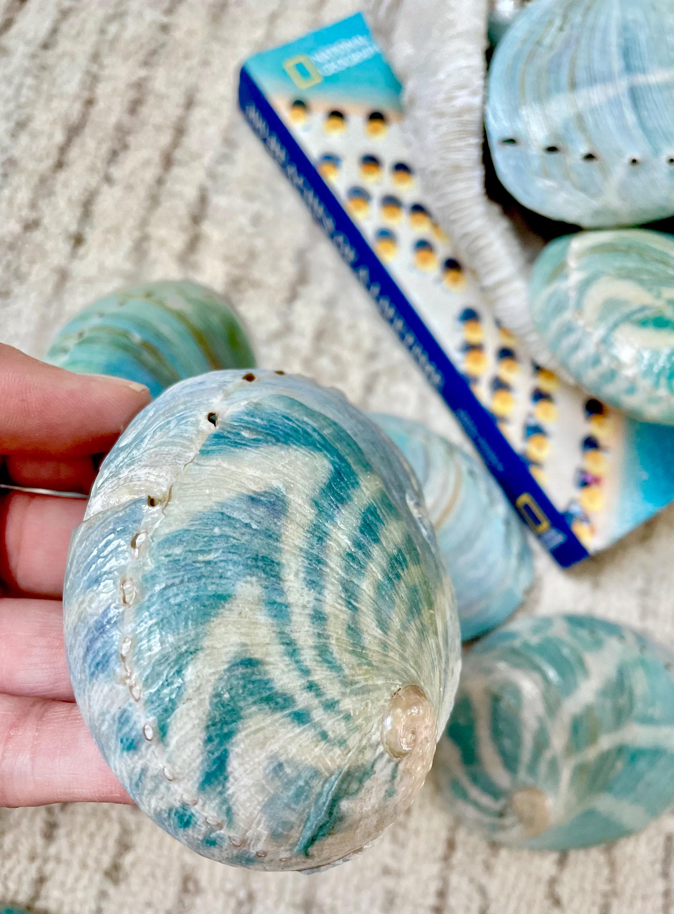 BLUE GREEN POLISHED Glossy Abalone Shells *4-4.5