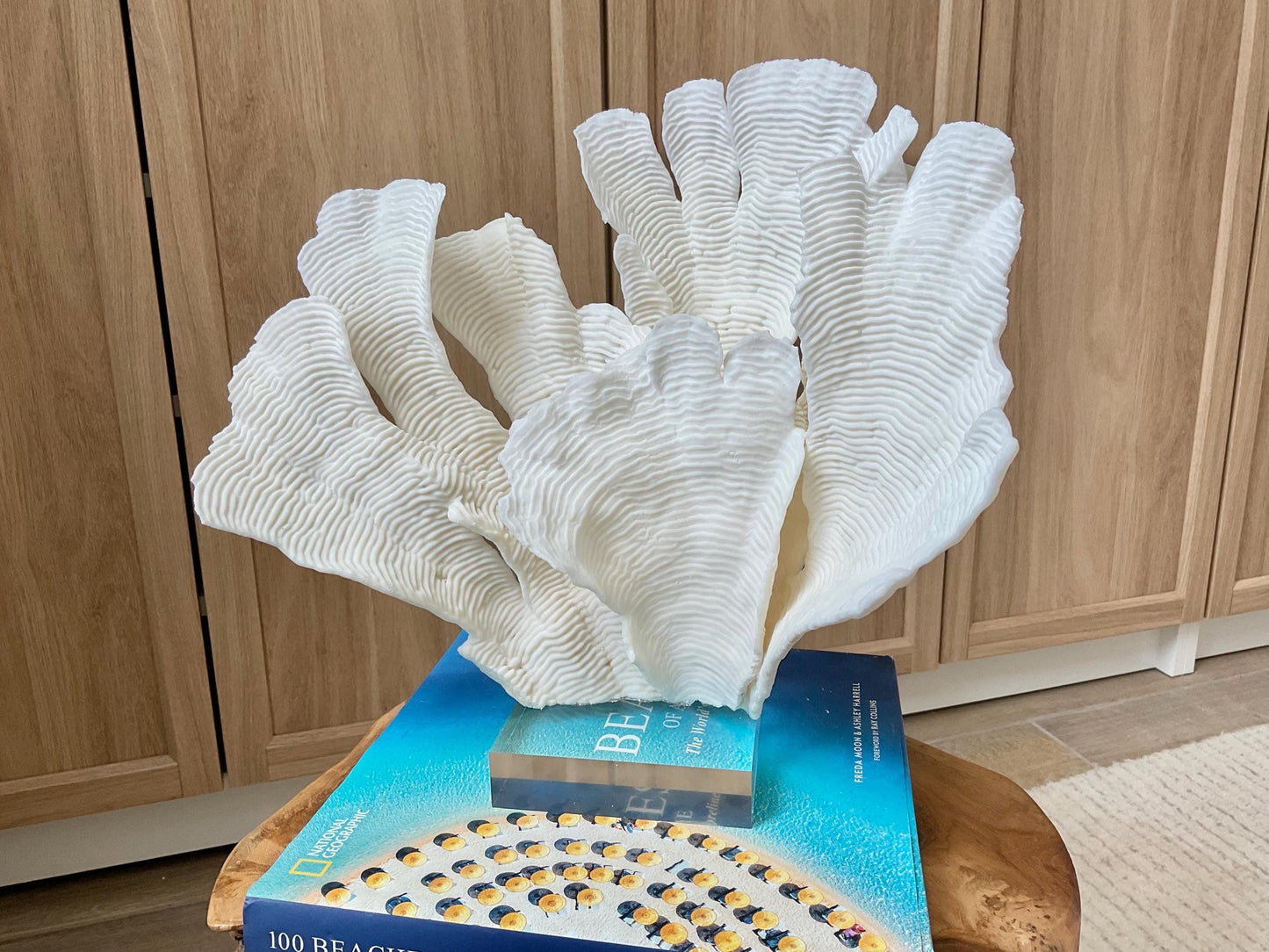 Mounted 12" Natural CUP RUGOSA CORAL Fossil Lucite Display Specimen Sculpture Ocean Art Decorative Coastal Beach Home Décor Wedding Gift