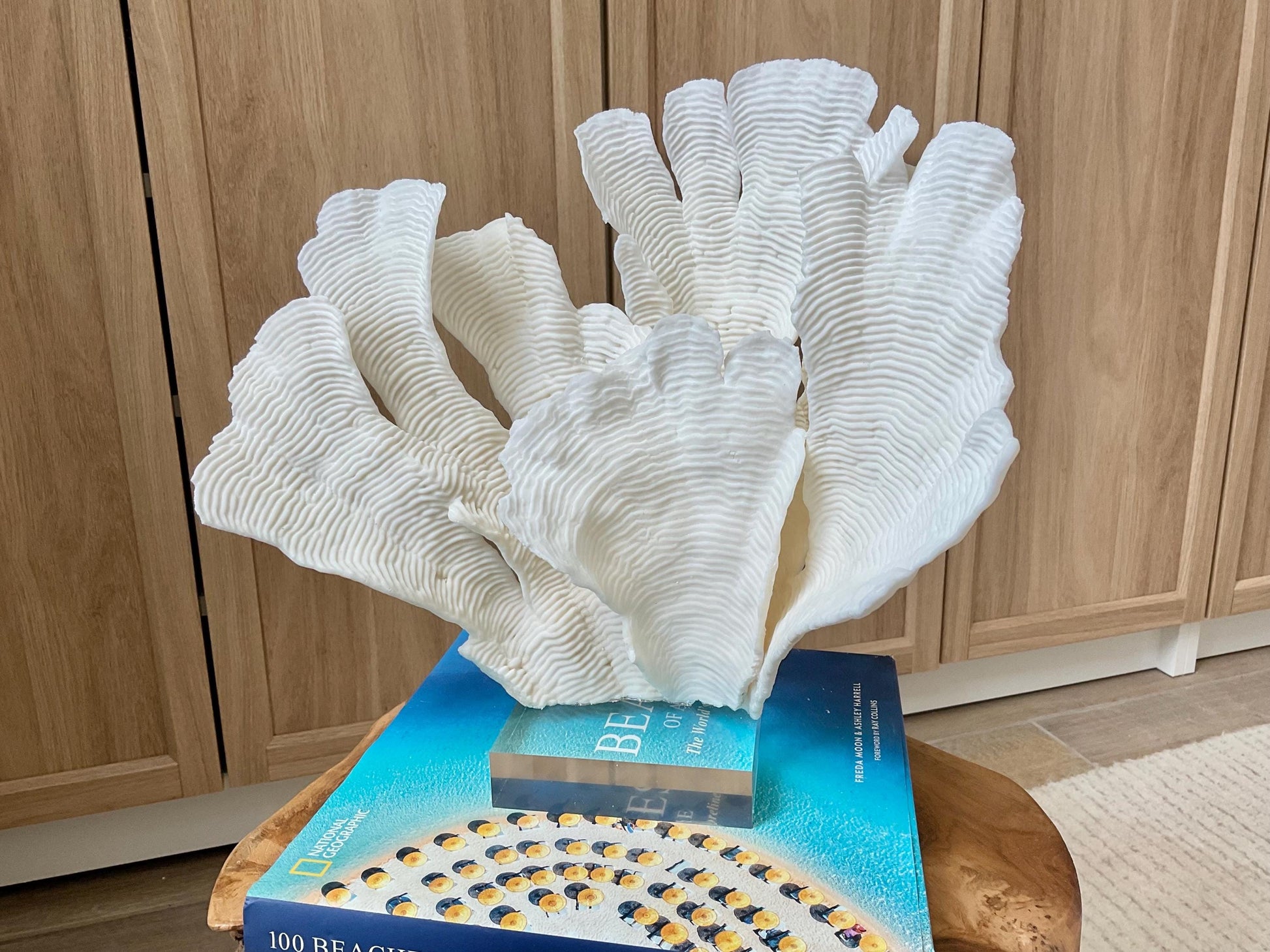 Mounted 12" Natural CUP RUGOSA CORAL Fossil Lucite Display Specimen Sculpture Ocean Art Decorative Coastal Beach Home Décor Wedding Gift