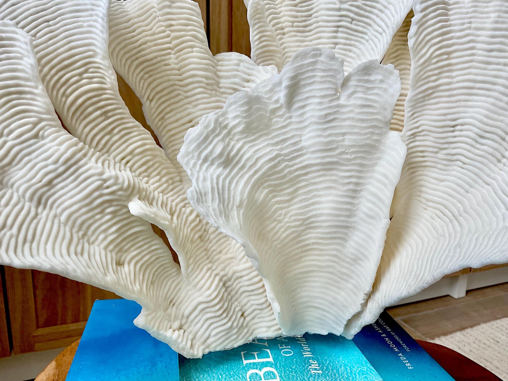 Mounted 12" Natural CUP RUGOSA CORAL Fossil Lucite Display Specimen Sculpture Ocean Art Decorative Coastal Beach Home Décor Wedding Gift