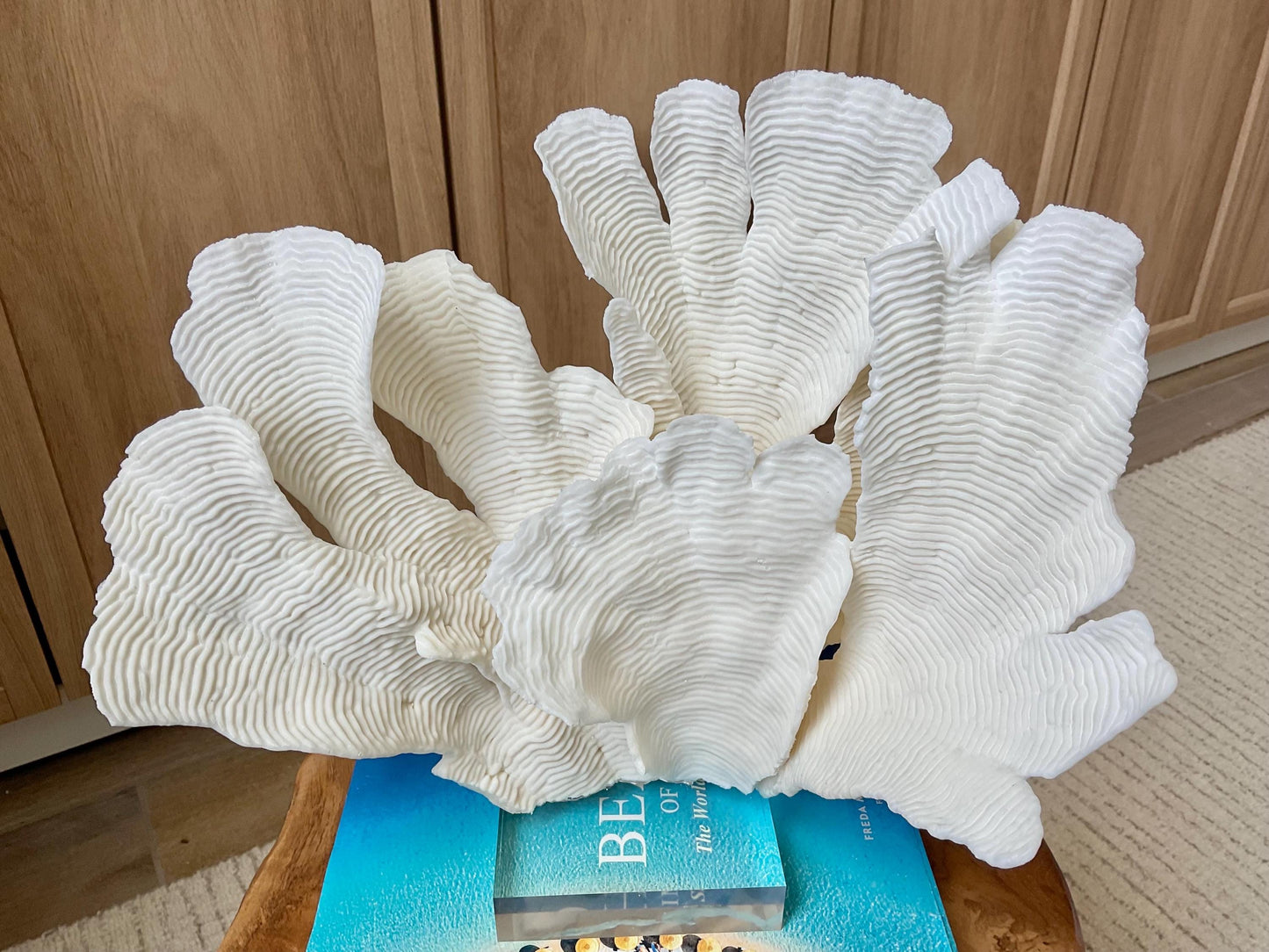 Mounted 12" Natural CUP RUGOSA CORAL Fossil Lucite Display Specimen Sculpture Ocean Art Decorative Coastal Beach Home Décor Wedding Gift