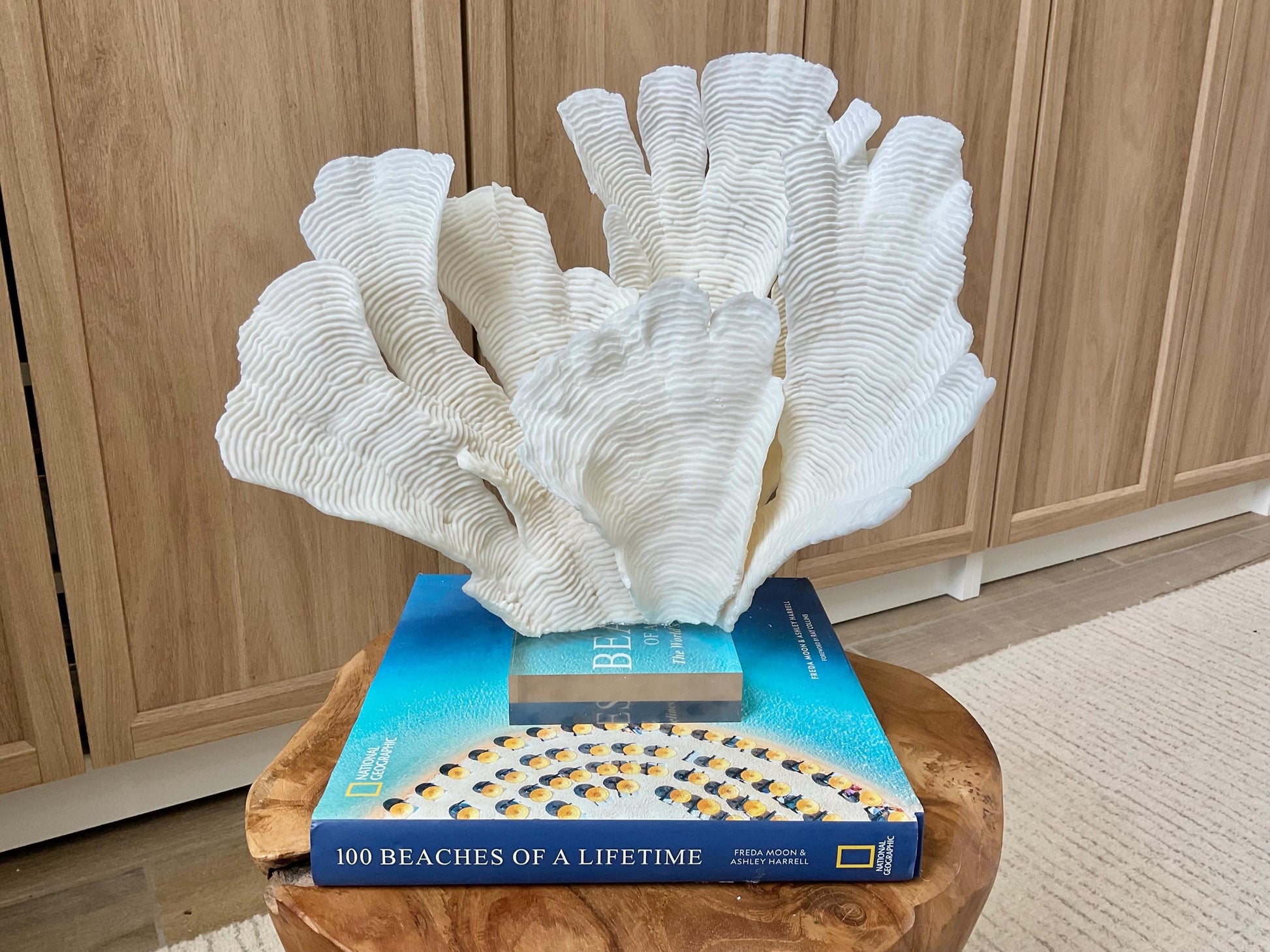 Mounted 12" Natural CUP RUGOSA CORAL Fossil Lucite Display Specimen Sculpture Ocean Art Decorative Coastal Beach Home Décor Wedding Gift