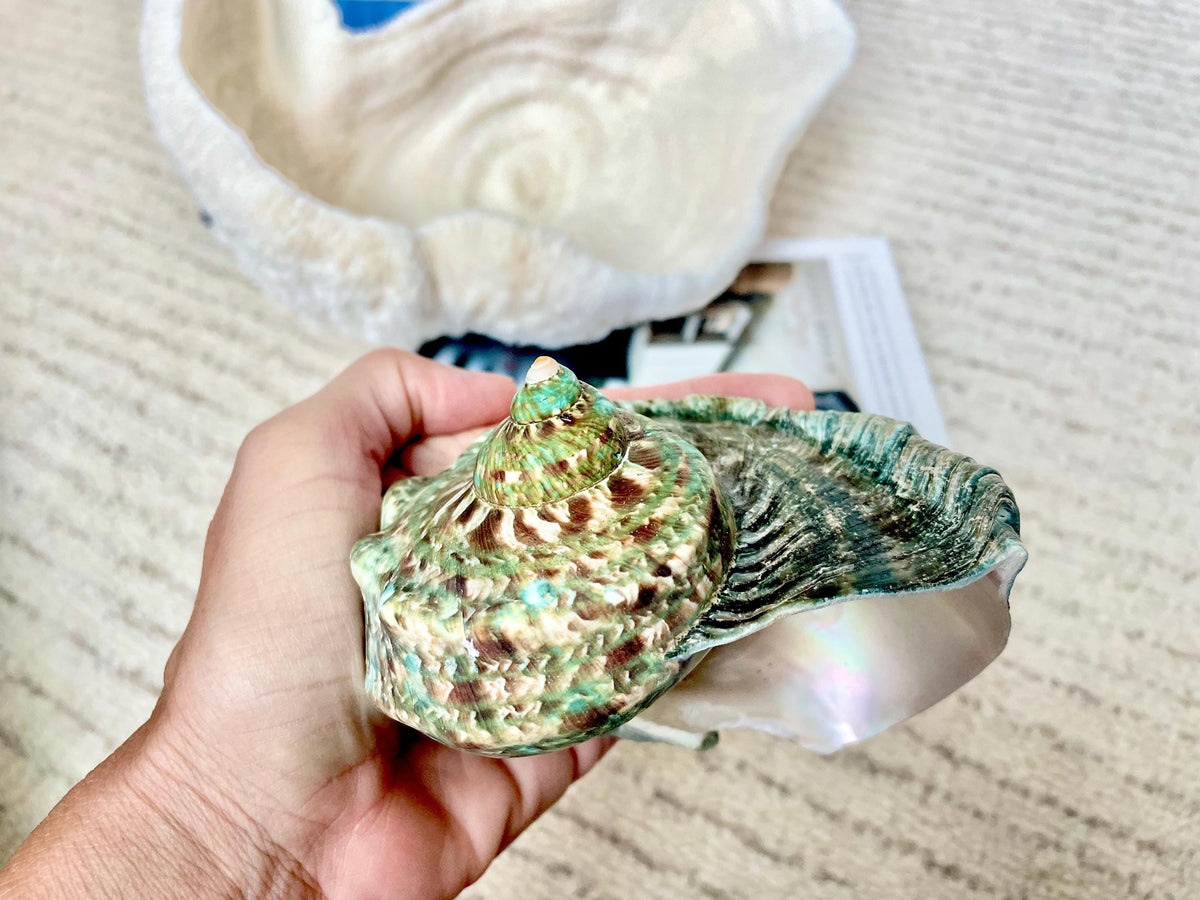GREEN MARMAORATUS TURBAN Shells 4-8" Hermit Crabs Display Seashell Coastal Décor