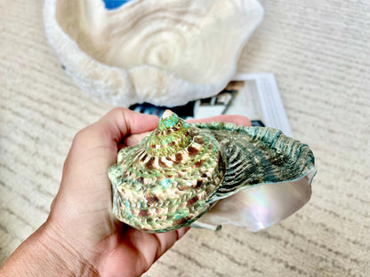 GREEN MARMAORATUS TURBAN Shells 4-8" Hermit Crabs Display Seashell Coastal Décor