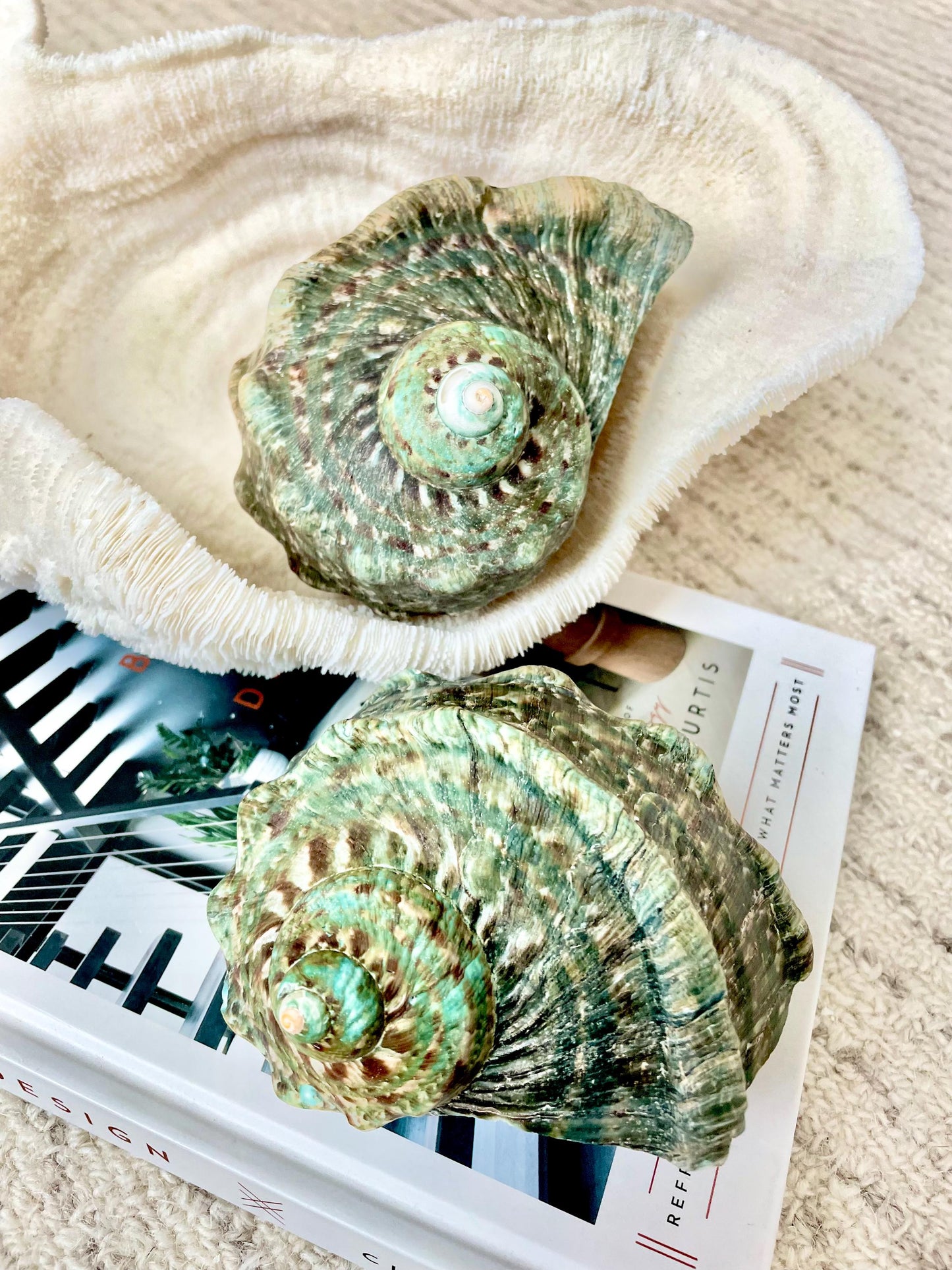 GREEN MARMAORATUS TURBAN Shells 4-7" Hermit Crabs Display Seashell Coastal Décor
