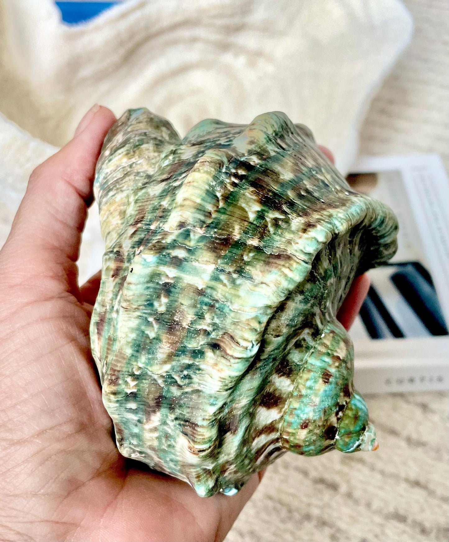 GREEN MARMAORATUS TURBAN Shells 4-7" Hermit Crabs Display Seashell Coastal Décor