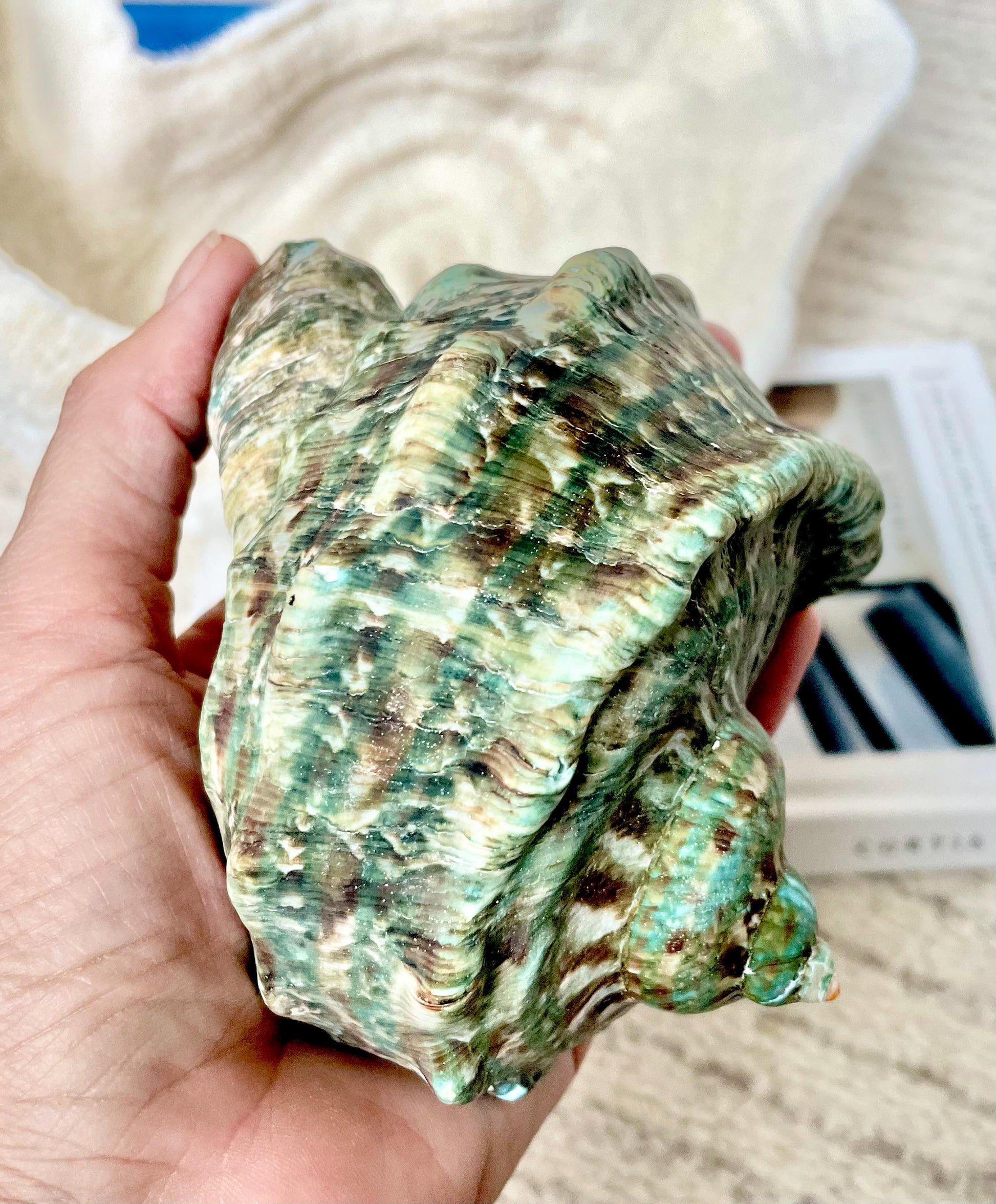 GREEN MARMAORATUS TURBAN Shells 4-7" Hermit Crabs Display Seashell Coastal Décor