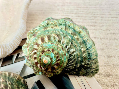 GREEN MARMAORATUS TURBAN Shells 4-7" Hermit Crabs Display Seashell Coastal Décor