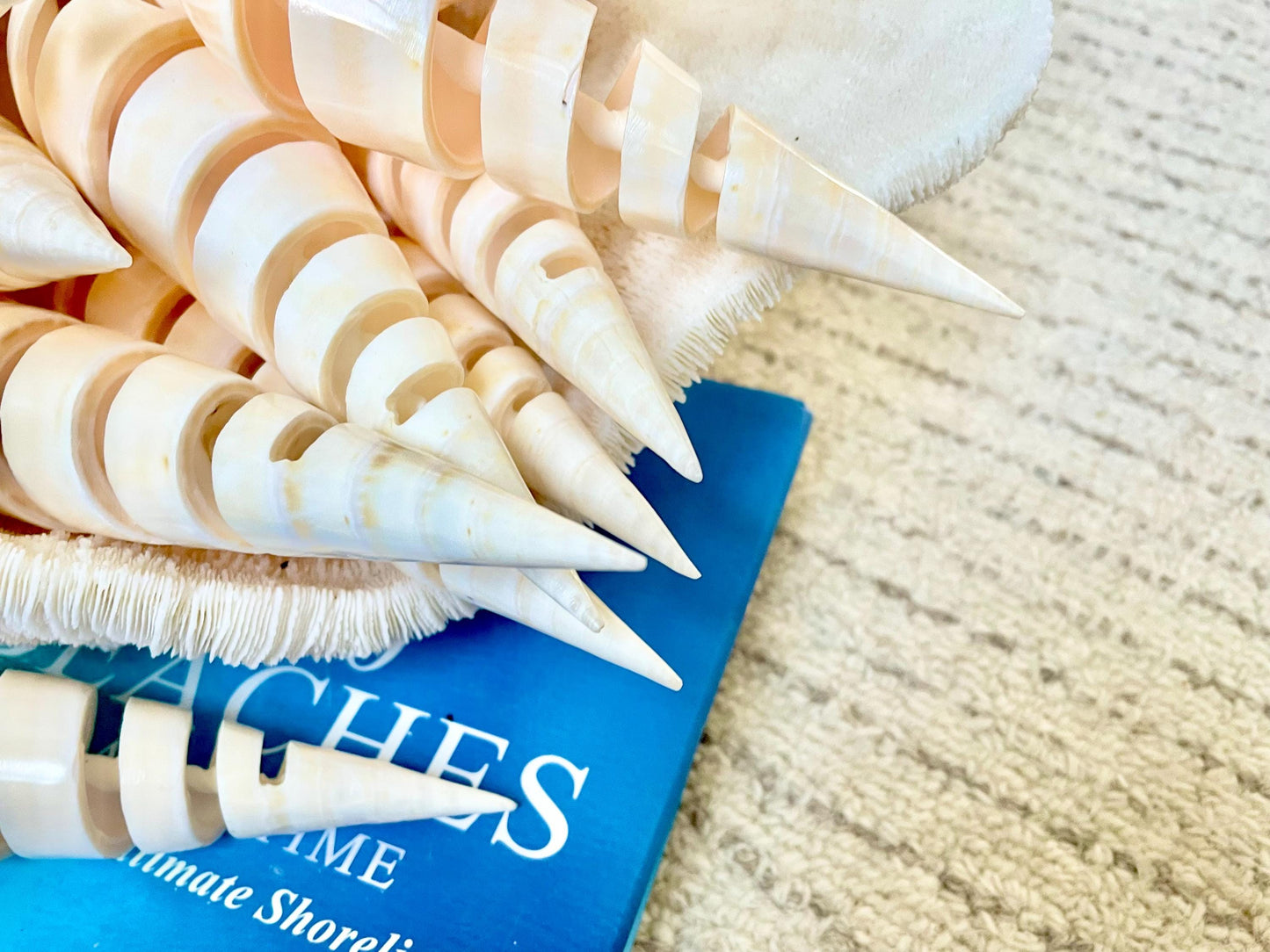 SPIRAL MARLIN SPIKE Auger Shell 6-7" Natural White Brown Display Seashell Coastal Décor