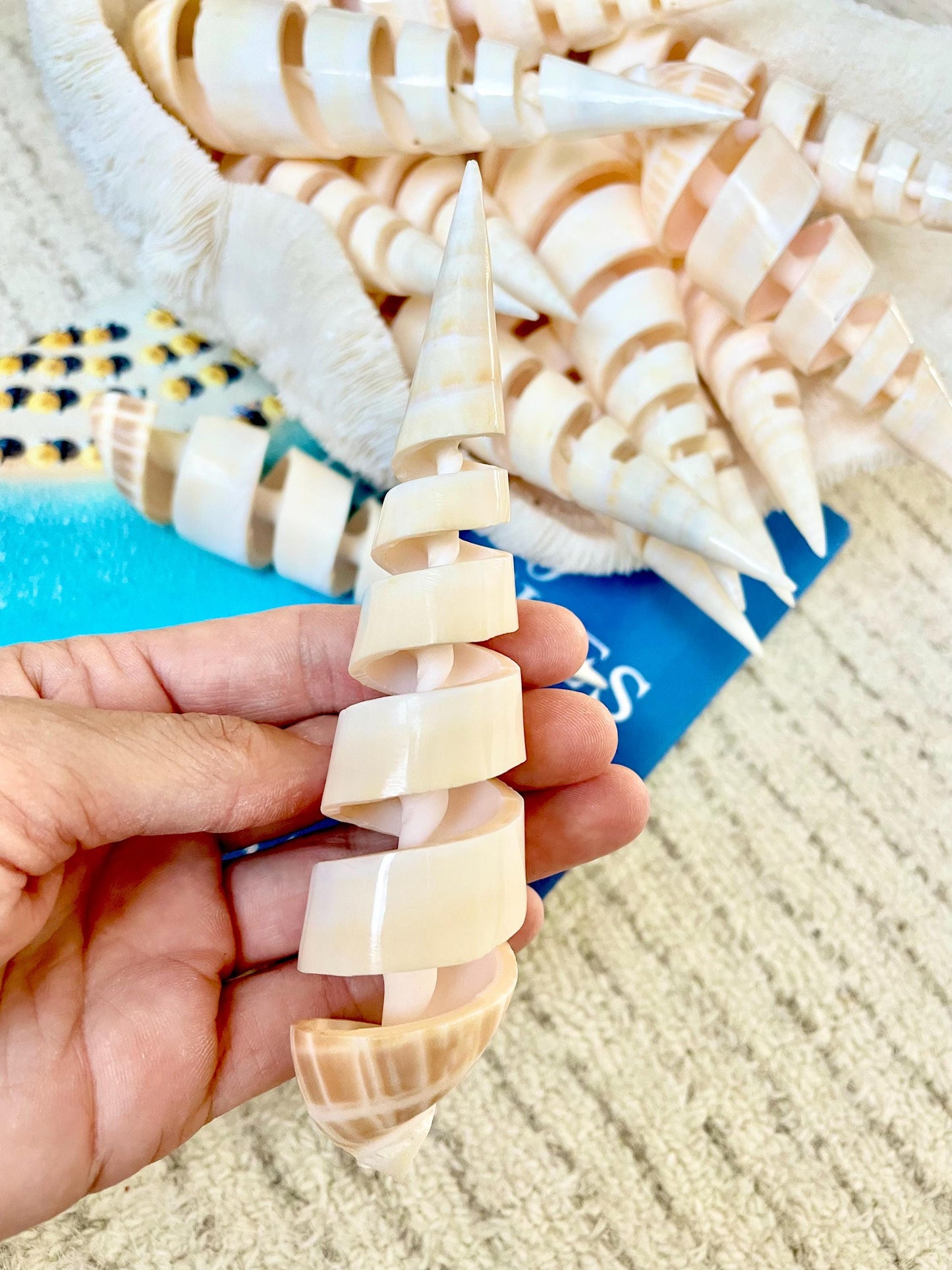 SPIRAL MARLIN SPIKE Auger Shell 6-7" Natural White Brown Display Seashell Coastal Décor