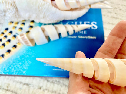 SPIRAL MARLIN SPIKE Auger Shell *6-7"* Natural White Brown Display Seashell Coastal Décor