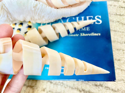 SPIRAL MARLIN SPIKE Auger Shell *6-7"* Natural White Brown Display Seashell Coastal Décor