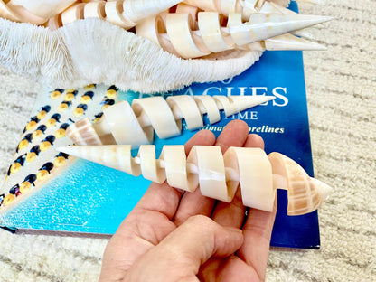 SPIRAL MARLIN SPIKE Auger Shell *6-7"* Natural White Brown Display Seashell Coastal Décor