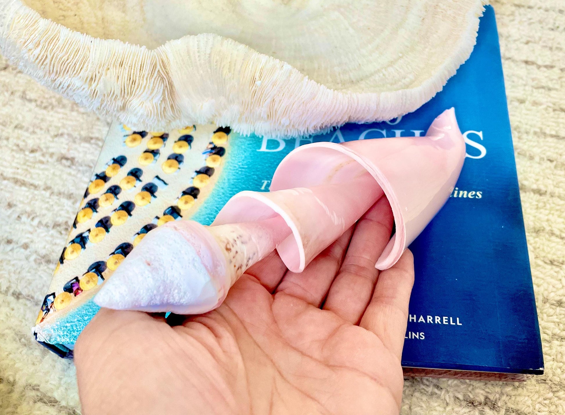 PINK SPIRAL CONCH Shell Center Cut 8-9" Natural Polished Display Seashell Coastal Home Décor