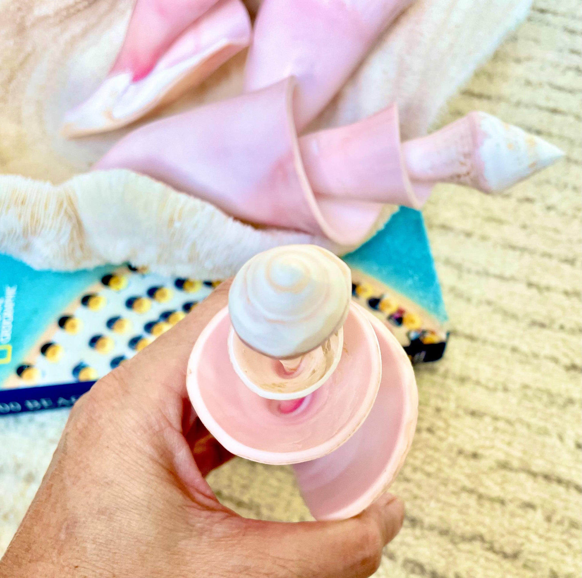 PINK SPIRAL CONCH Shell Center Cut 8-9" Natural Polished Display Seashell Coastal Home Décor