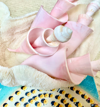 PINK SPIRAL CONCH Shell Center Cut 8-9" Natural Polished Display Seashell Coastal Home Décor