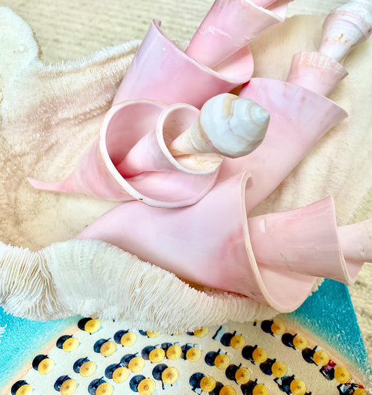 PINK SPIRAL CONCH Shell Center Cut 8-9" Natural Polished Display Seashell Coastal Home Décor