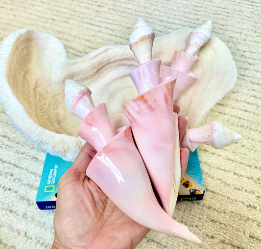 PINK SPIRAL CONCH Shell Center Cut 8-9" Natural Polished Display Seashell Coastal Home Décor