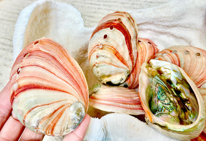 Red Striped Abalone Raw Shells, 3.5-6" *You Choose Size* Natural Display Seashell