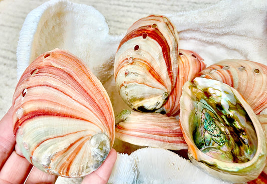 Large Rare & Real! 3.5-4" Long Red Striped Natural Abalone Shells Iridescent Silver Mermaid Shell Sea Coastal Décor Gift Sage Dish