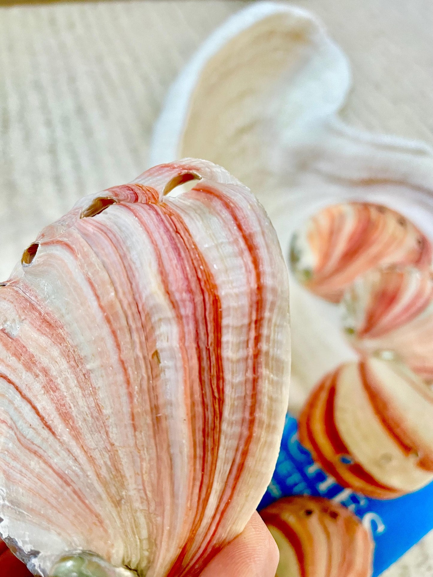 Large Rare & Real! 3.5-4" Long Red Striped Natural Abalone Shells Iridescent Silver Mermaid Shell Sea Coastal Décor Gift Sage Dish