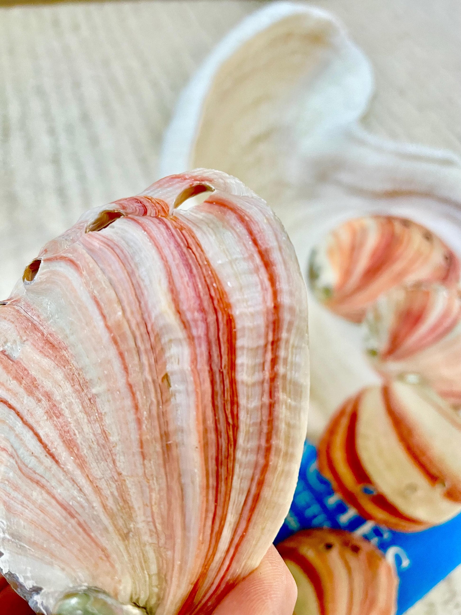 Large Rare & Real! 3.5-4" Long Red Striped Natural Abalone Shells Iridescent Silver Mermaid Shell Sea Coastal Décor Gift Sage Dish