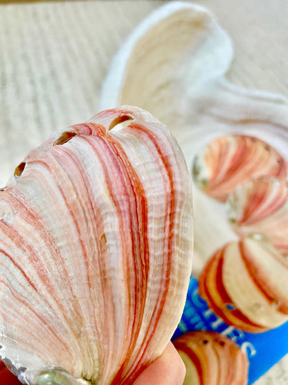 Red Striped Abalone Raw Shells, 3.5-6" *You Choose Size* Natural Display Seashell