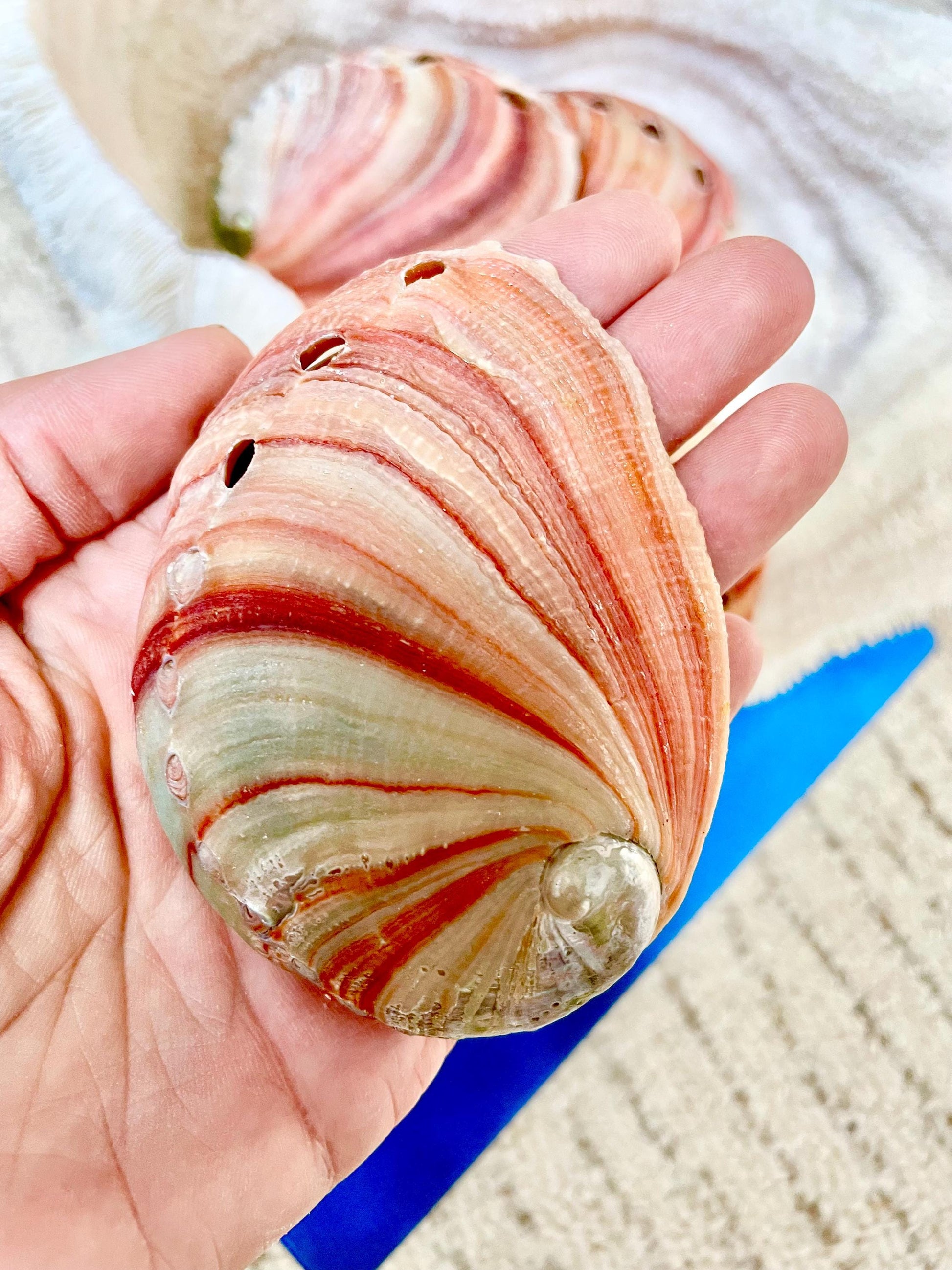 Large Rare & Real! 3.5-4" Long Red Striped Natural Abalone Shells Iridescent Silver Mermaid Shell Sea Coastal Décor Gift Sage Dish