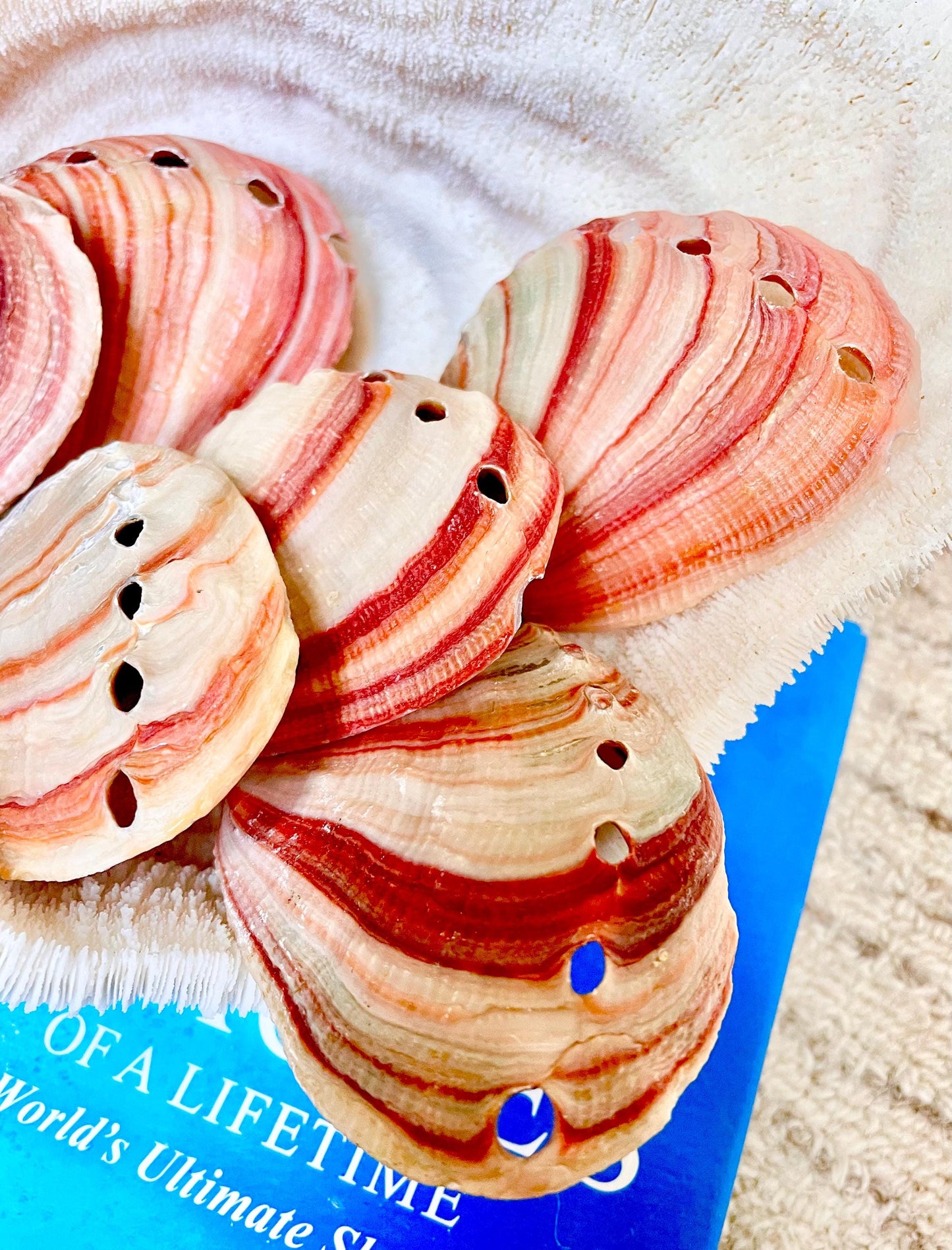 Red Striped Abalone Raw Shells, 3.5-6" *You Choose Size* Natural Display Seashell