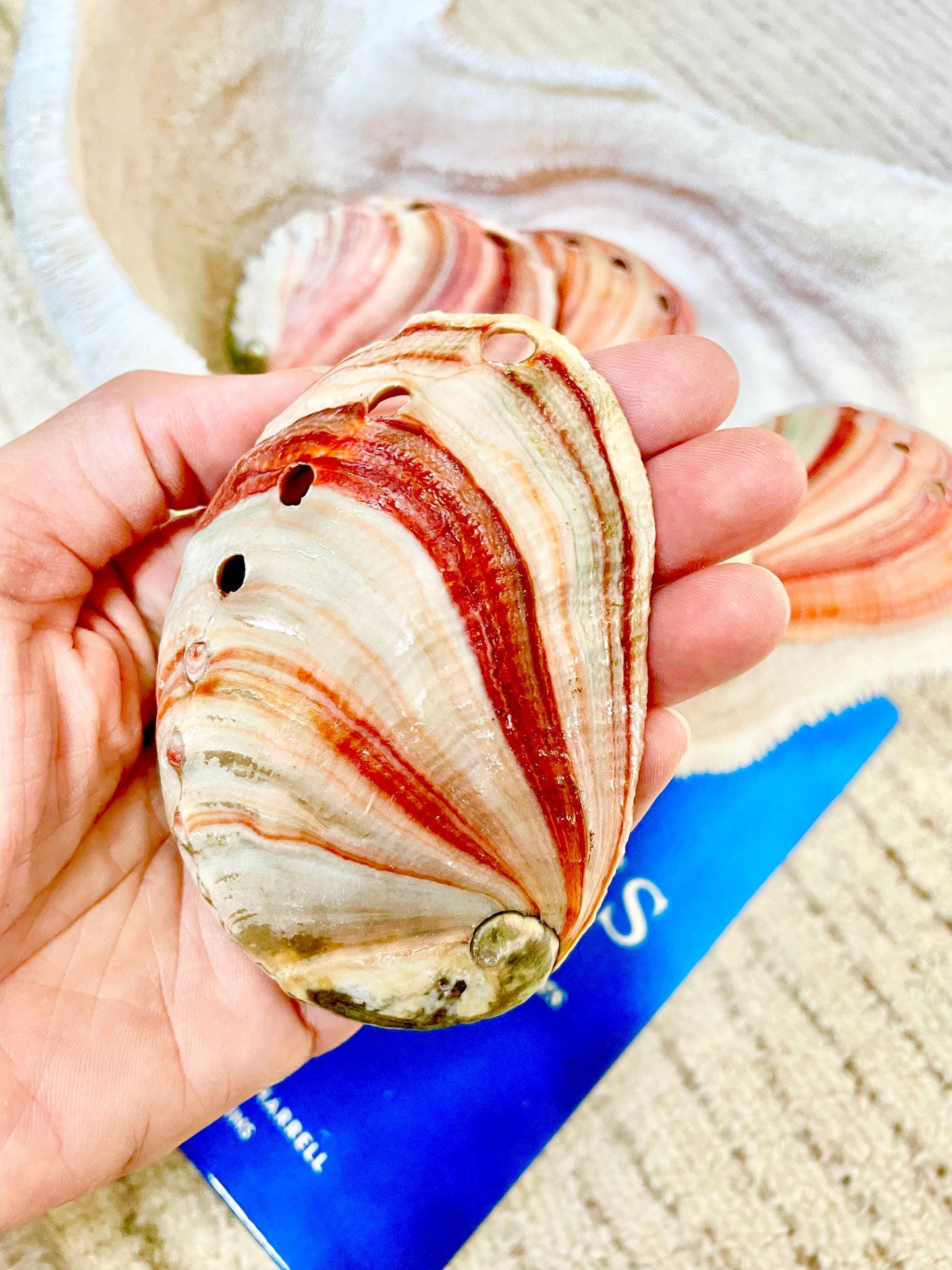 Large Rare & Real! 3.5-4" Long Red Striped Natural Abalone Shells Iridescent Silver Mermaid Shell Sea Coastal Décor Gift Sage Dish
