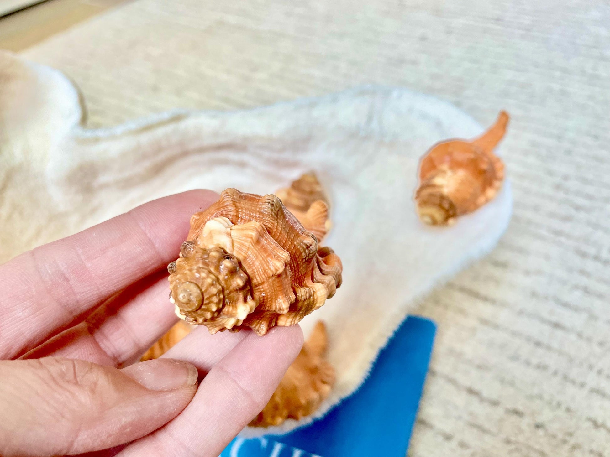 PEAR TRITON SHELL 3-4" Natural Orange Display Seashell Cymatium Pyrum Coastal Beach Décor