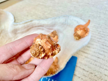 PEAR TRITON SHELL 3-4" Natural Orange Display Seashell Cymatium Pyrum Coastal Beach Décor