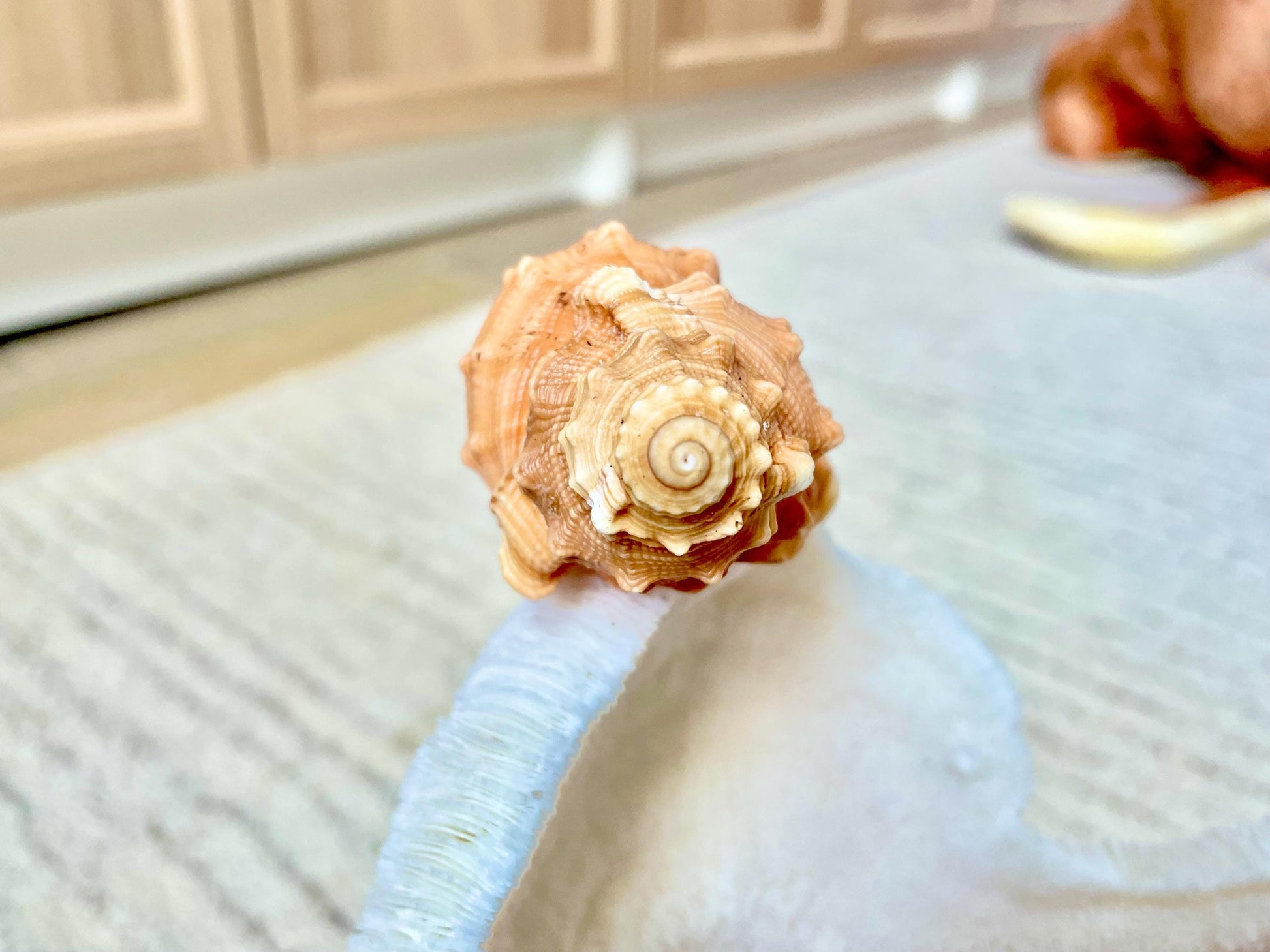 PEAR TRITON SHELL 3-4" Natural Orange Display Seashell Cymatium Pyrum Coastal Beach Décor