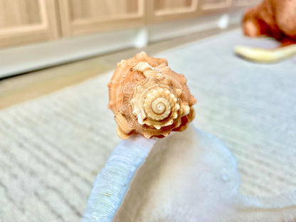 PEAR TRITON SHELL 3-4" Natural Orange Display Seashell Cymatium Pyrum Coastal Beach Décor