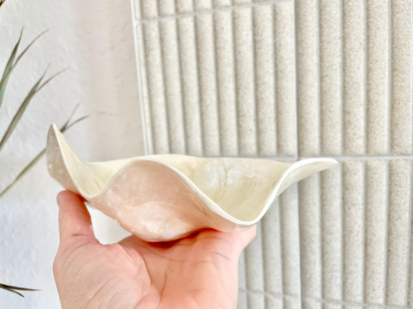 CAPIZ SHELL BOWL 8x5.5x3" Clam Shaped Seashell Natural Cream Ivory Coastal Home Décor