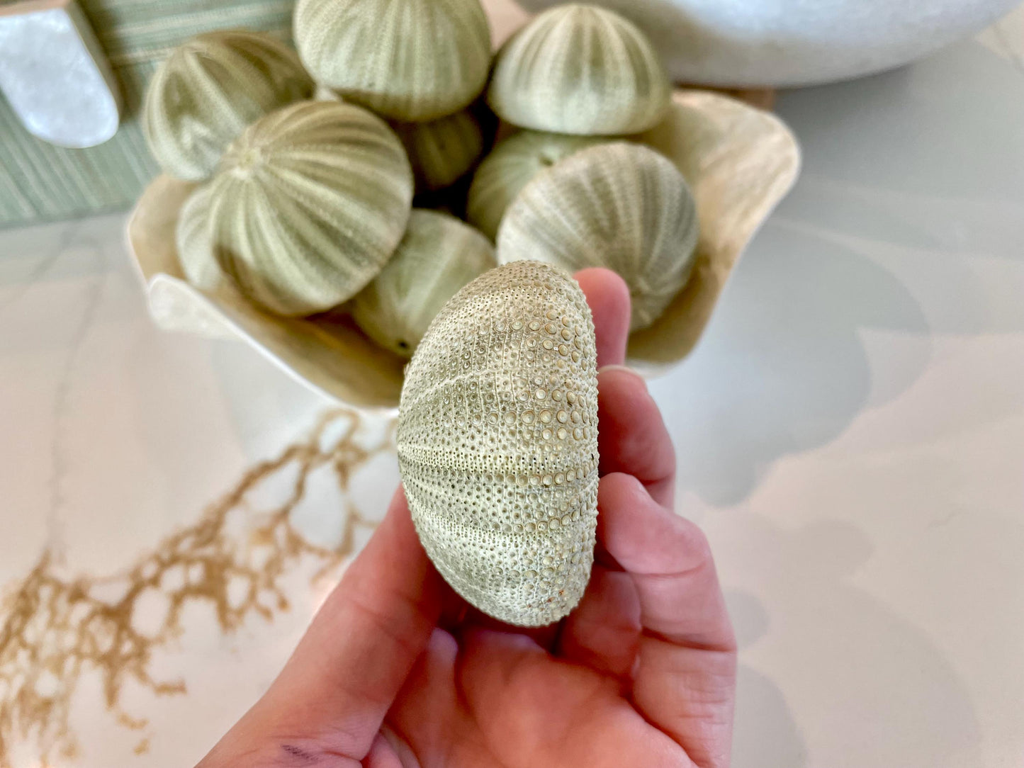 GREEN SEA URCHIN Shells * You Choose Quantity* 1.75-2.25" Natural Small Craft Seashells Sea Life