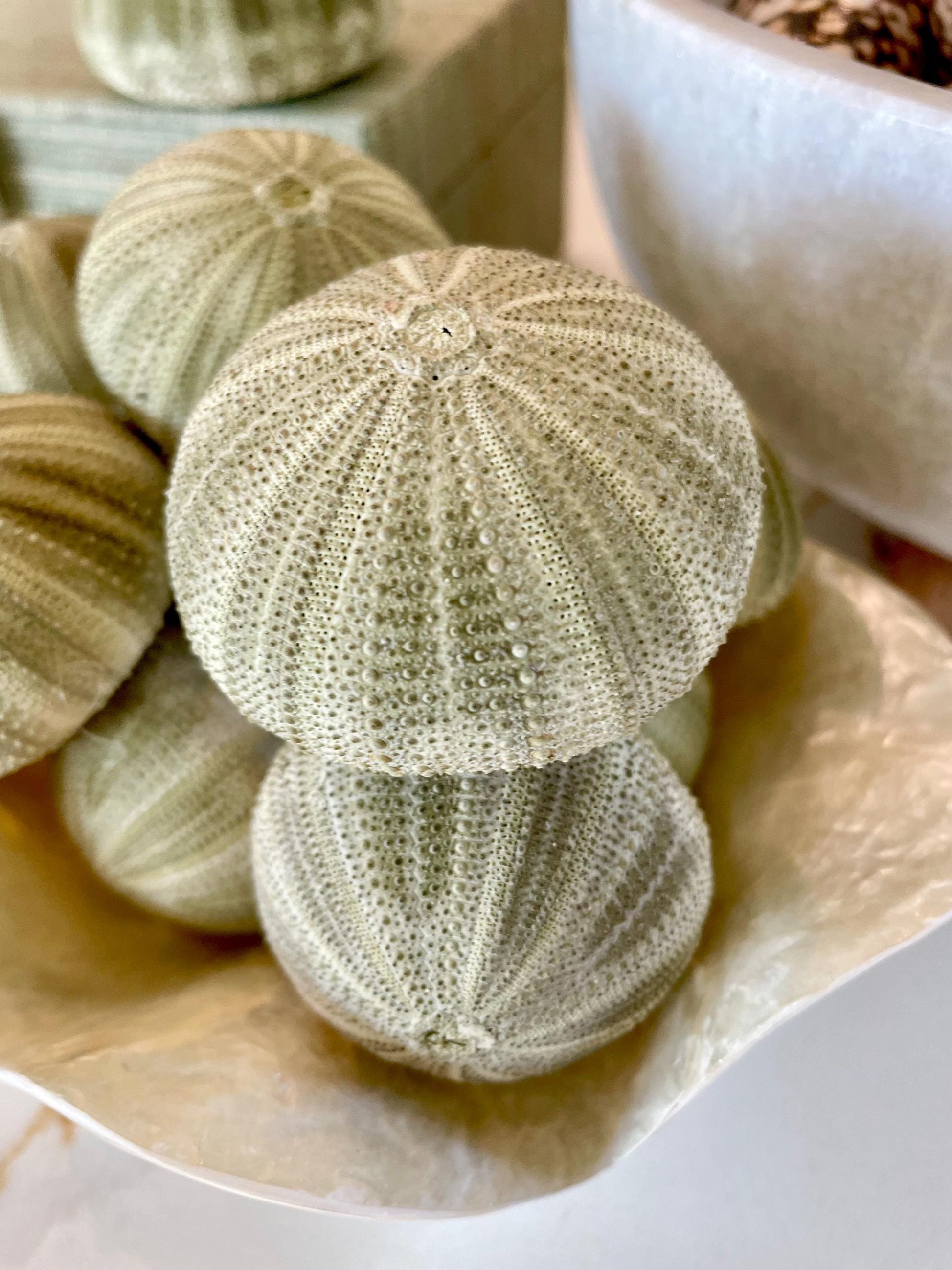 GREEN SEA URCHIN Shells * You Choose Quantity* 1.75-2.25" Natural Small Craft Seashells Sea Life